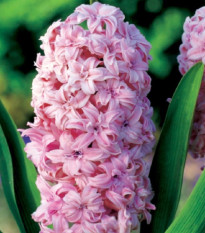 Hyacint plnokvětý Prince of Love - Hyacinthus - cibule hyacintu - 1 ks