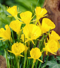 Narcis Golden bells - Narcissus bulbocodium - cibule narcisu - 3 ks