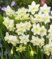 Narcis Pueblo - Narcissus - cibule narcisu - 3 ks