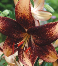 Lilie Chocolate Event - Lilium - cibule lilie - 1 ks