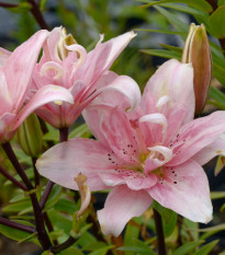 Lilie Elodie - Lilium - cibule lilie - 1 ks