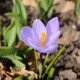 Krokus Vanguard - Crocus vernus - hlízy krokusu - 3 ks