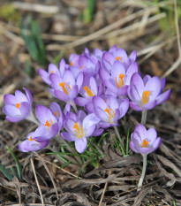 Krokus Whitewell Purple - Crocus tommasinianus - hlízy krokusu - 3 ks