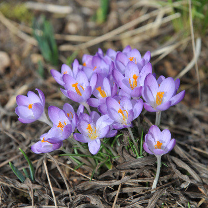 Krokus Whitewell Purple - Crocus tommasinianus - hlízy krokusu - 3 ks