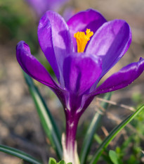 Krokus Flower Record - Crocus vernus - hlízy krokusu - 3 ks