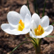 Krokus Miss Vain - Crocus biflorus - hlízy krokusu - 3 ks