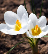 Krokus Miss Vain - Crocus biflorus - hlízy krokusu - 3 ks