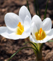 Krokus Miss Vain - Crocus biflorus - hlízy krokusu - 3 ks