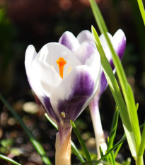 Krokus Prins Claus - Crocus chrysanthus - hlízy krokusu - 3 ks