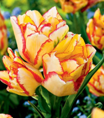 Tulipán Aquilla - Tulipa - cibule tulipánu - 3 ks