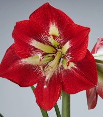 Hvězdník Barbados - Hippeastrum - cibule hvězdníku - 1 ks