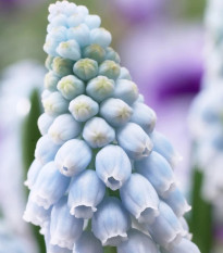 Modřenec Valerie Finish - Muscari armeniaca - cibule modřence - 5 ks