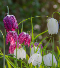 Řebčík kostkovaný - Fritillaria meleagris mix - cibule řebčíku - 3 ks