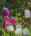 Řebčík kostkovaný - Fritillaria meleagris mix - cibule řebčíku - 3 ks