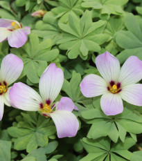 Šťavel žláznatolistý - Oxalis adenophylla - hlízy šťavelu - 1 ks