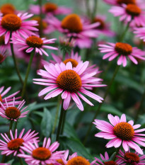 BIO Třapatkovka nachová - Echinacea purpurea - semena třapatkovky - 15 ks