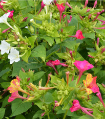 Nocenka jalapovitá Broken colors - Mirabilis jalapa - semena nocenky - 6 ks