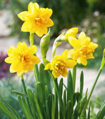 Narcis Tete a Tete - Narcissus - cibule narcisu - 3 ks