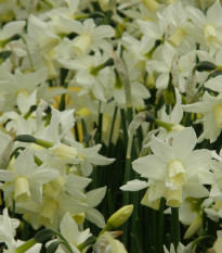 Narcis Toto - Narcissus - cibule narcisu - 3 ks