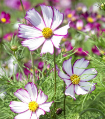 Krásenka zpeřená Tip Top Picotee - Cosmos bipinnatus - semena krásenky - 40 ks