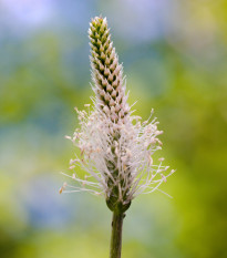 BIO Jitrocel kopinatý - Plantago lanceolata - bio semena jitrocele - 80 ks