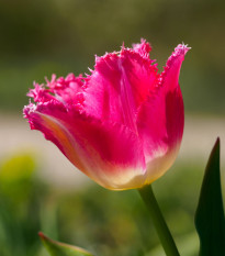 Tulipán Fancy Frills - Tulipa - cibule tulipánu - 3 ks