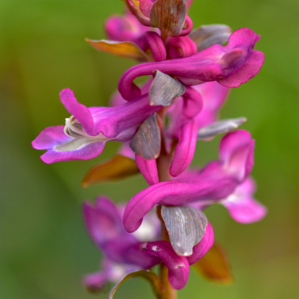 Dymnivka dutá - corydalis cava - hlízy dymnivky - 3 ks