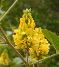 Stříbrocist Batandierův Pineapple Broom - Argyrocytisus battandieri - semena stříbrocistu - 6 ks