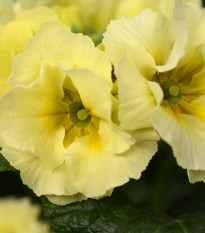 Prvosenka Inara F1 Lemon yellow - Primula elatior - semena prvosenky - 20 ks