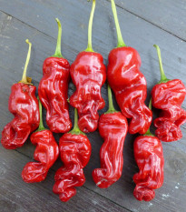 Chilli Peter - Capsicum annuum - semena chilli - 5 ks