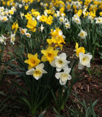 Narcisy směs - Narcissus - cibule narcisu - 12 ks