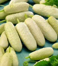 BIO okurka polní White Wonder - Cucumis sativus - bio semena okurky - 10 ks