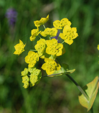 Prorostlík dlouholistý - Bupleurum longifolium - semena prorostlíku - 60 ks