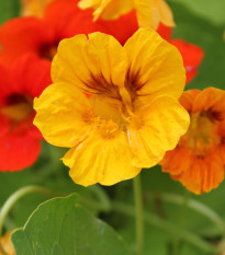 BIO Lichořeřišnice - Tropaeolum majus - bio semena lichořeřišnice - 10 ks