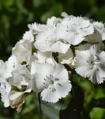 BIO Hvozdík bradatý Sweet William - Dianthus barbatus - bio semena hvozdíku - 18 ks