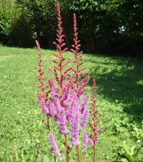 Čechrava čínská fialová - Astilbe chinensis - semena čechravy - 10 ks