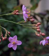 Ženšen korejský - Talinum paniculatum - semena ženšenu - 15 ks