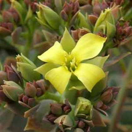 Kolopejka grandiflora - Kalanchoe - semena kolopejky - 20 ks