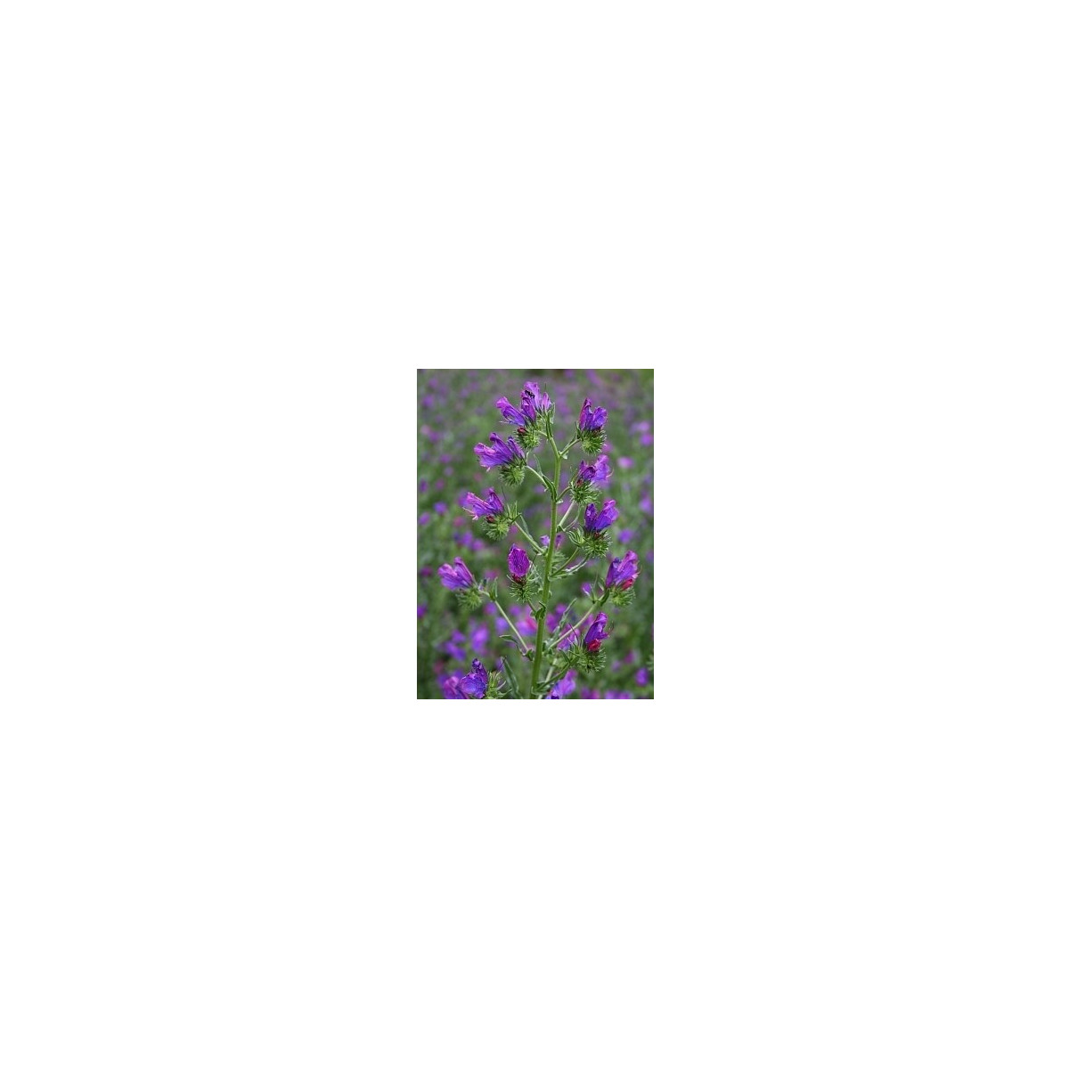 Hadinec jitrocelovitý - Echium plantagineum - semena hadince - 100 ks