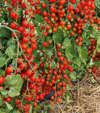 Rajče Perlino červené F1 - Solanum lycopersicum - semena rajčete - 6 ks