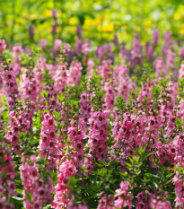 Angelonie úzkolistá Serenita pink - Angelonia angustifolia - semena angelonie - 6 ks