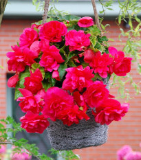 Begonie růžová - Begonia pendula maxima - hlízy begonie - 2 ks