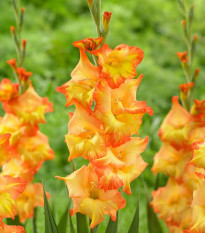 Gladiol Sunshine - Gladiolus - hlízy mečíku - 3 ks