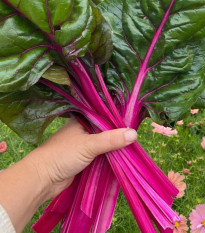 Mangold Magenta Sunset - Beta vulgaris - semena mangoldu - 30 ks