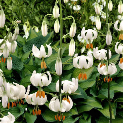 Lilie Martagon Snowy Morning - Lilium martagon - cibule lilie - 1 ks