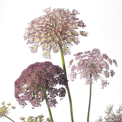 Okrasná mrkev Dara - Daucus carota - semena mrkve - 20 ks
