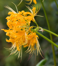 Pavoučí lilie - Lycoris aurea - cibule lilie - 1 ks