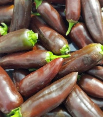 Chilli Jalapeno Brown - Capsicum annuum - semena chilli - 5 ks