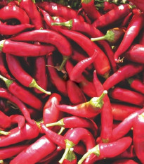 Paprika Kora Zel - Capsicum annuum - semena papriky - 40 ks