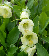 Vilec šplhavý bílý - Cobaea scandens - semena vilce - 7 ks